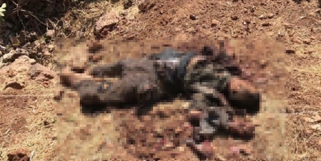 PKK'ya ağır darbe! Öldürülen terörist bakın kim çıktı