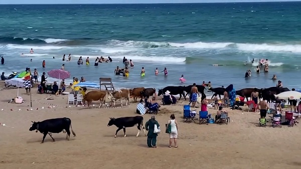 Plajı bastılar! Kimse ne olduğunu anlayamadı