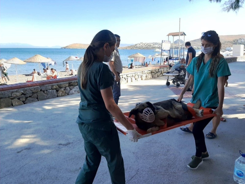 ’Plaj’ı kurtarmak için seferber oldular 
