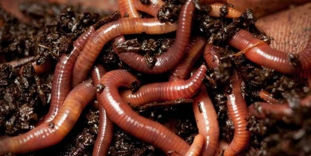 Plastik atıklardan kurtuluyor muyuz? Bir solucan türünün plastik yiyebildiği keşfedildi!