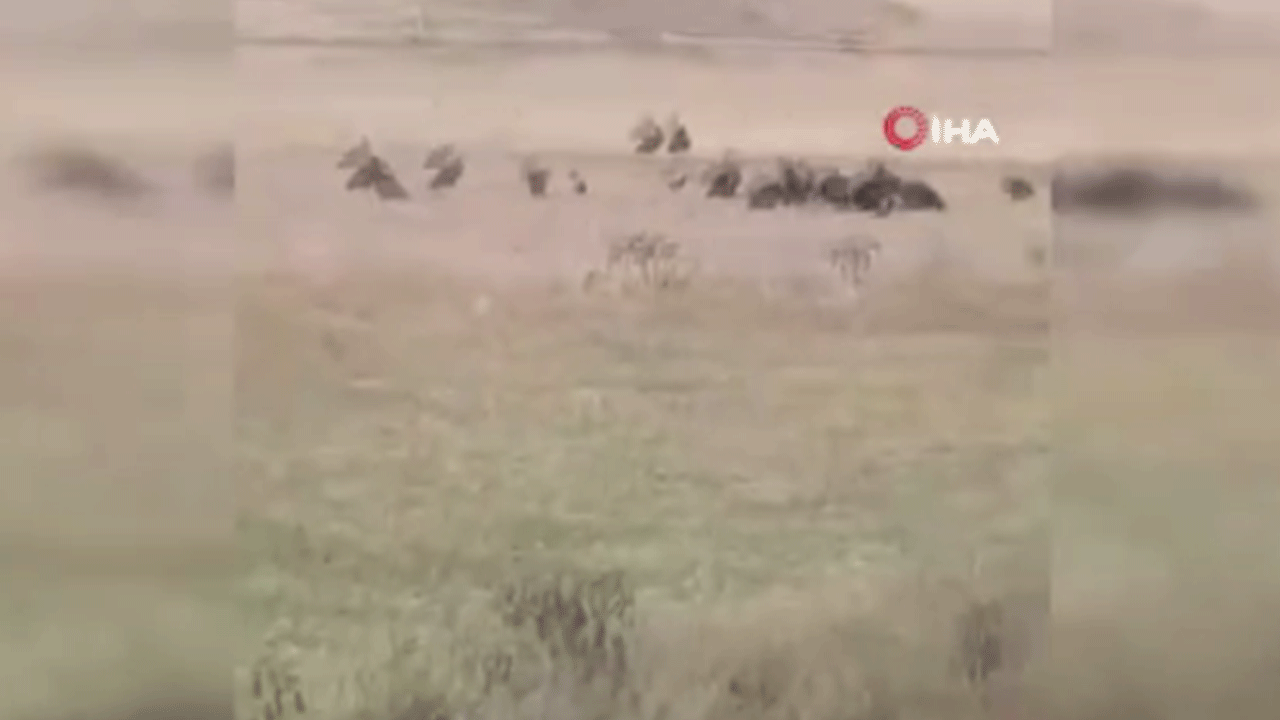 Polatlı'da görülen kara akbaba sürüsü şaşırttı!