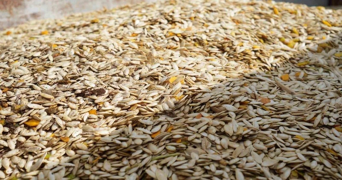 Polatlı'da kabak çekirdeği hasadı başladı, üretici yaklaşık 13 ton rekolte bekliyor