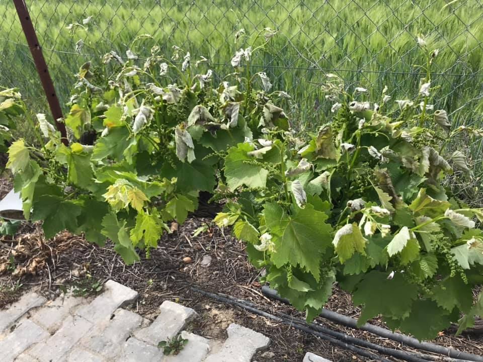 Polatlı’da tarım arazilerini don vurdu 