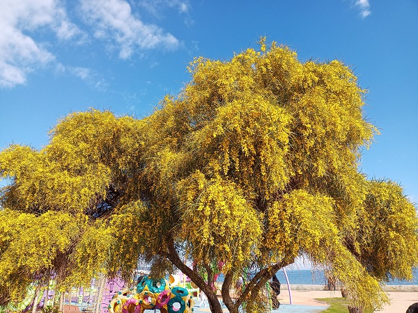 Polen alerjisi olanlar dikkat! Bu saatlerde dışarı çıkmayın