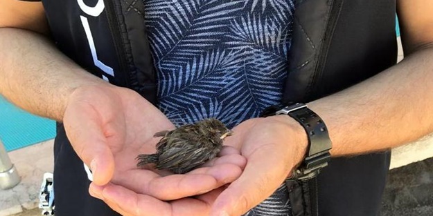 Polis, çatıdan düşen yavru kuşları tedavi ettirdi