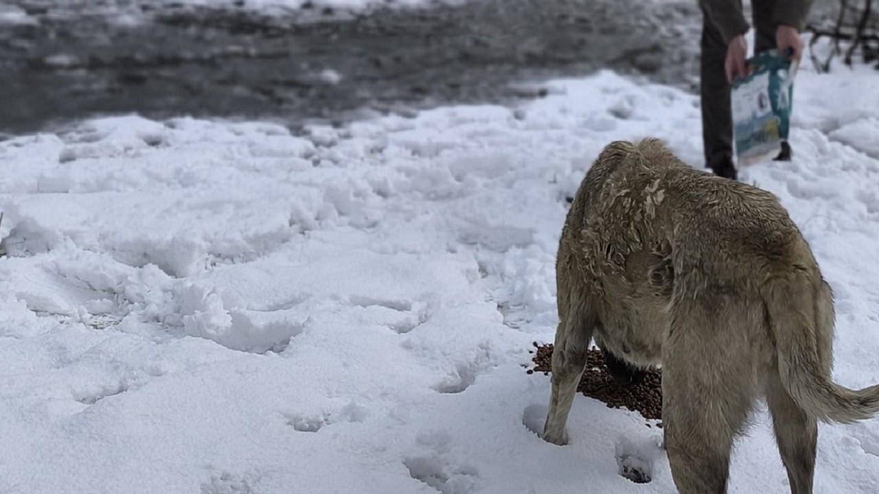 Polis ekipleri ormana mama bıraktı!