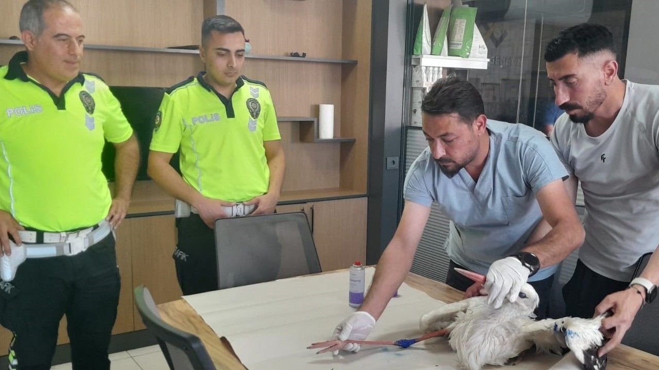 Polis ekiplerinden duyarlı davranış! Yaralı leylek tedaviye alındı