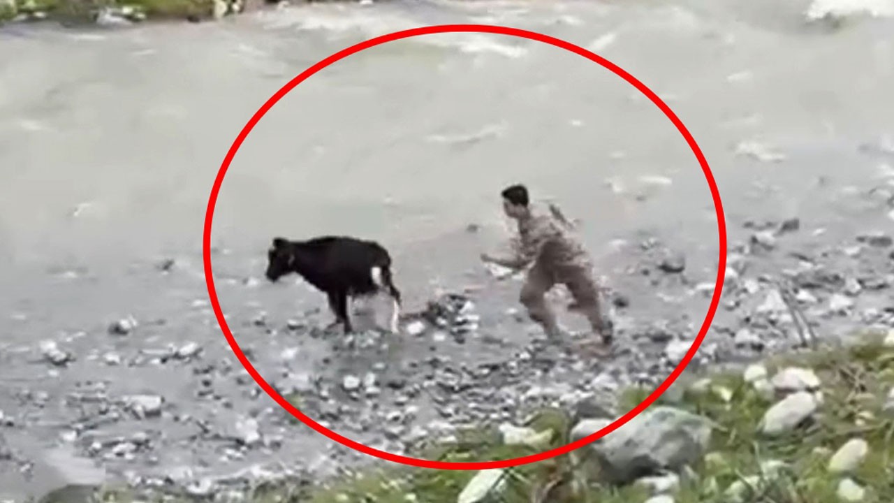 Polis küçük yaramazı böyle yakaladı! Operasyonun adı: Kaçak buzağı
