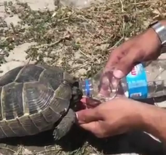 Polis memurundan kaplumbağaya şefkat eli 