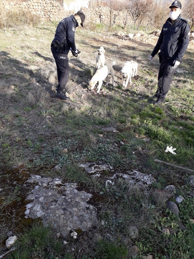 Polisler, sokak hayvanlarına mama veriyor 