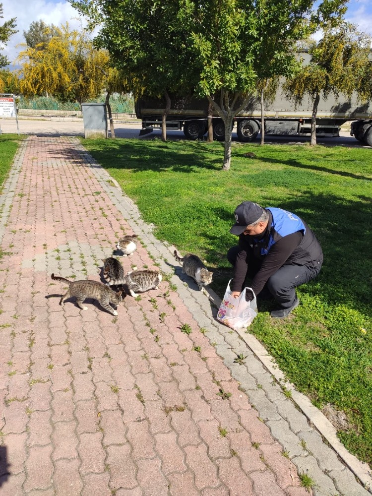 Polisler, sokakta yaşayan sahipsiz kedilere yiyecek bıraktı 