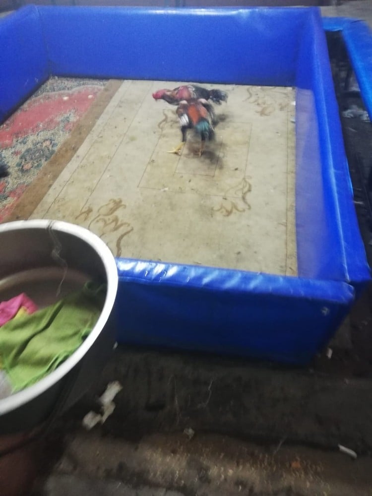 Polisten horoz dövüştürenlere baskın 