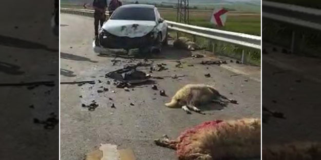 Polisten kaçarken 26 koyunu telef ettiler!