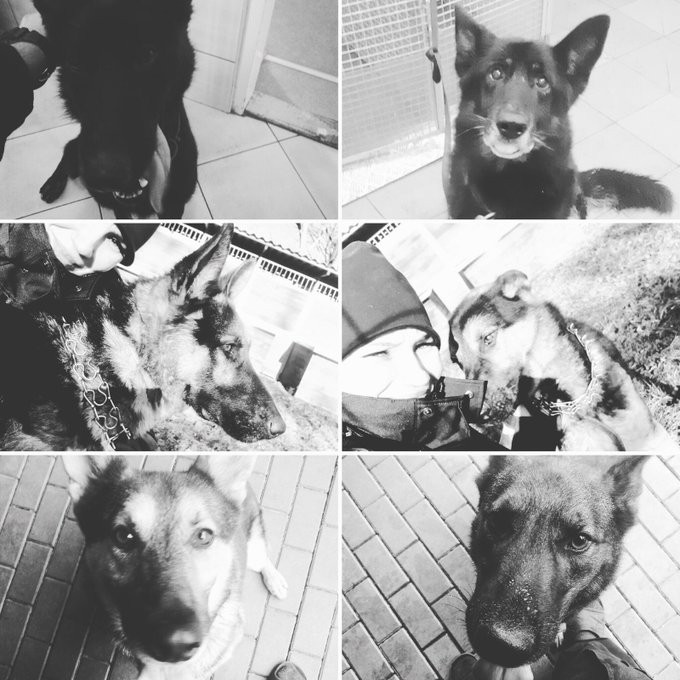 Polonya’da 6 polis köpeği feci şekilde can verdi 