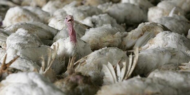 Polonya'da kuş gribi alarmı! Binlerce hindi telef oldu