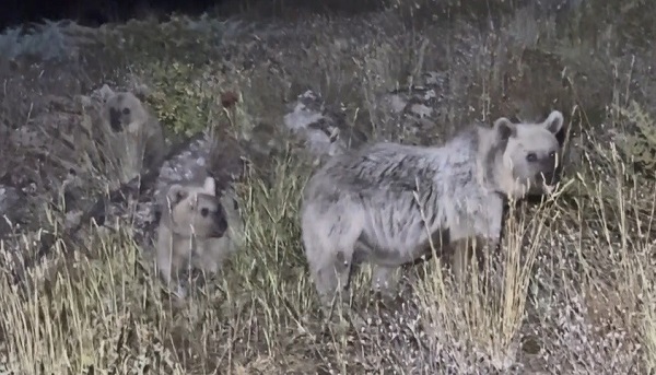 Polonyalı turist ayı saldırısını ucuz at