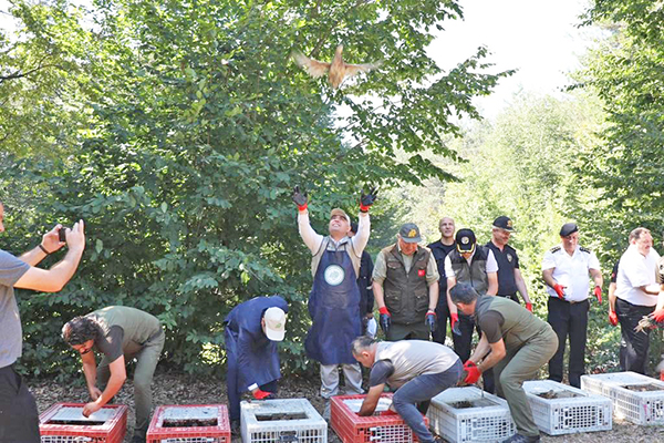 Popülasyonu azalıyordu, 500 sülün doğa ile buluştu