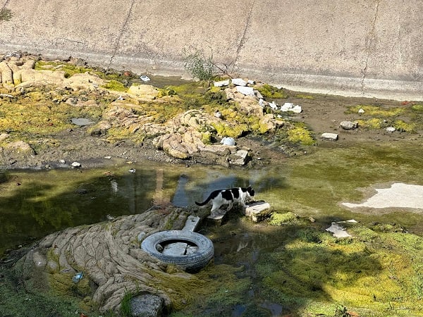 Porsuk Çayı'nda kirlilik görüntülendi