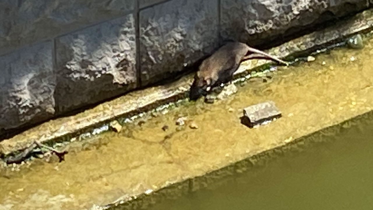 Porsuk Çayı’nda korkutucu manzara! Fareler ortaya çıktı