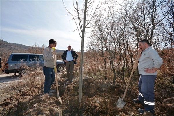 Porsuk mesire alanı ağaçlandırılıyor 