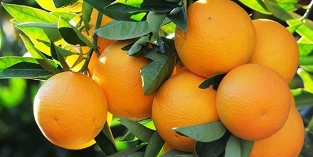 Portakal hakkında bilinmeyenler!