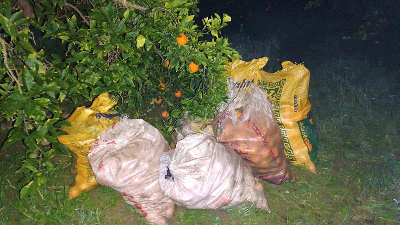 Portakal hırsızı suçüstü yakalandı! Bahçeden 350 kilo portakal çaldı
