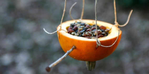 Portakaldan kuş yemliği yapın