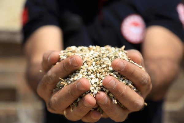 Posasından yağına, sapından çöpüne bu bitkinin her şeyi hazine! Ekene tam 200 milyon TL kazancı var! Şok olacaksınız