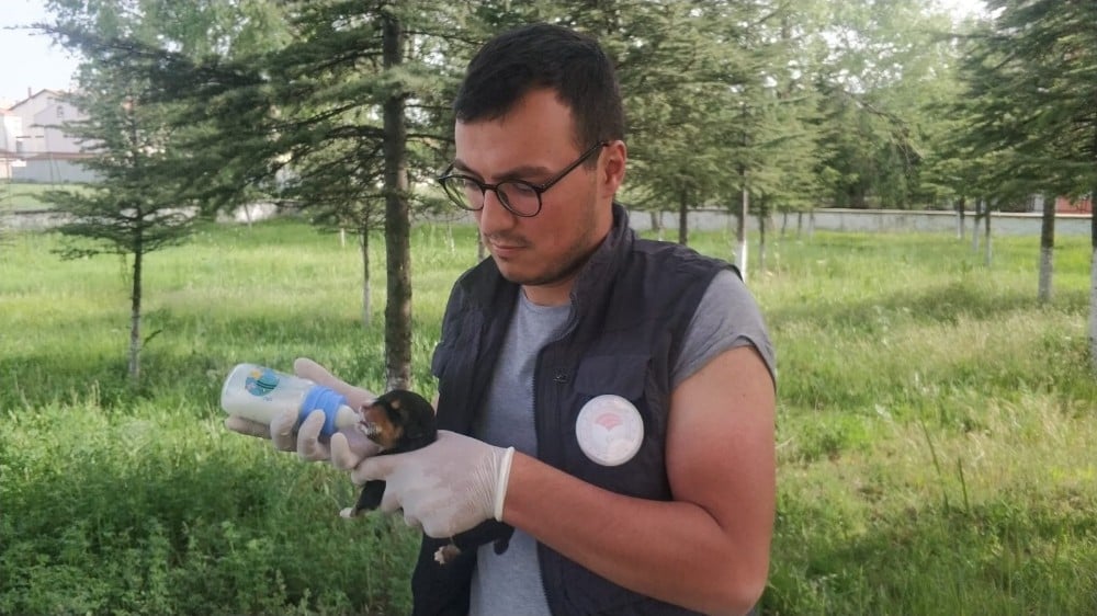 Poşetin içerisinde ölüme terk edilen köpek yavruları son anda kurtarıldı 