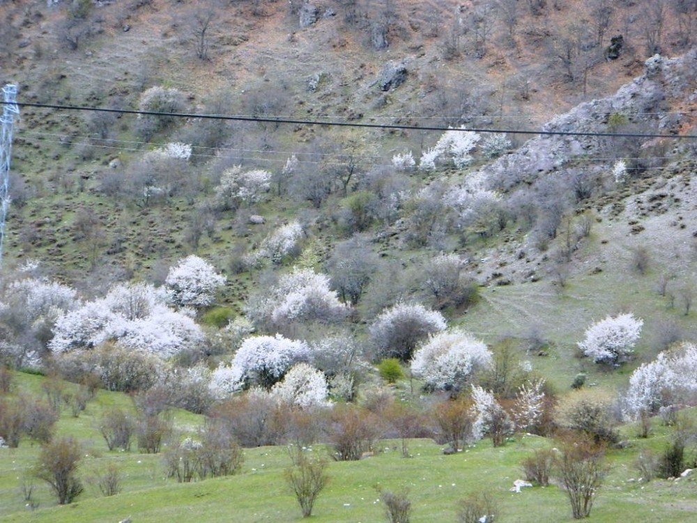 Posof güne karla uyandı 