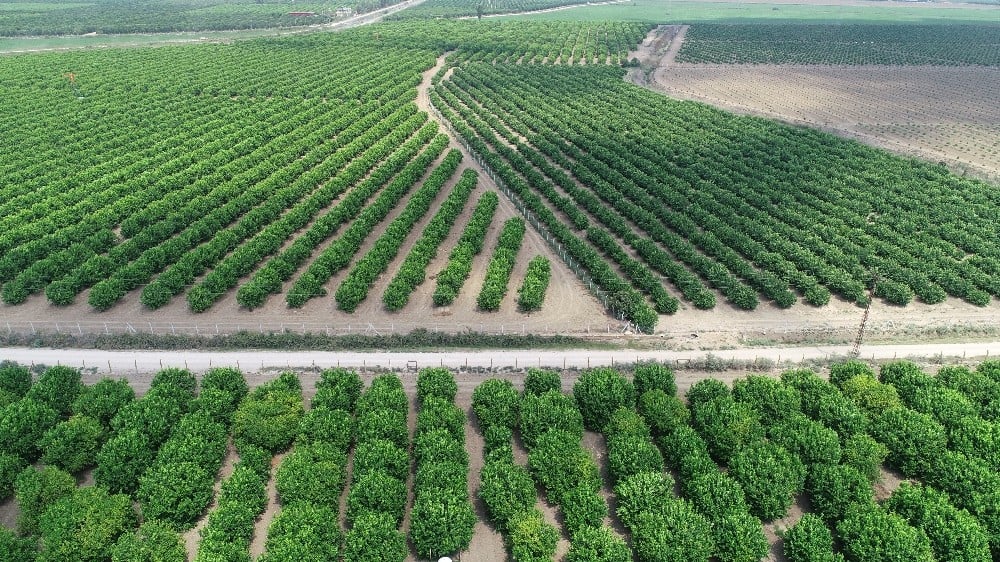 Poyrazın vurduğu limonda ihracat endişesi 