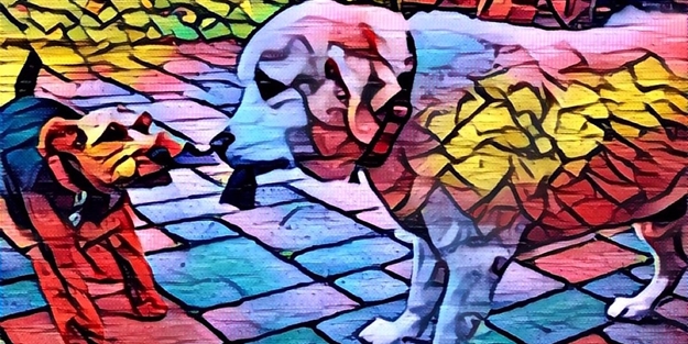 Prisma uygulamasına video desteği