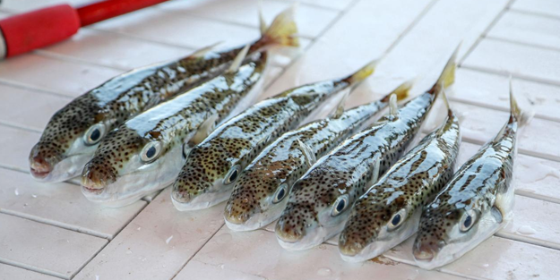 Prof. Dr. Aydın'dan kritik balon balığı uyarısı: 1 miligram zehri bile 70 kiloluk birini öldürebilir!