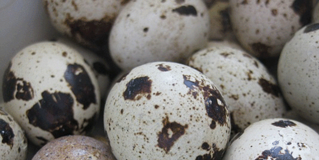 Prof. Dr. Canan Karatay zeka gerilemesini engelleyen besini açıkladı: 1 saat yeter deyip herkese çağrı yaptı