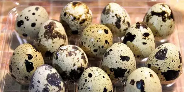 Prof. Dr. Canan Karatay zeka gerilemesini engelleyen besini açıkladı