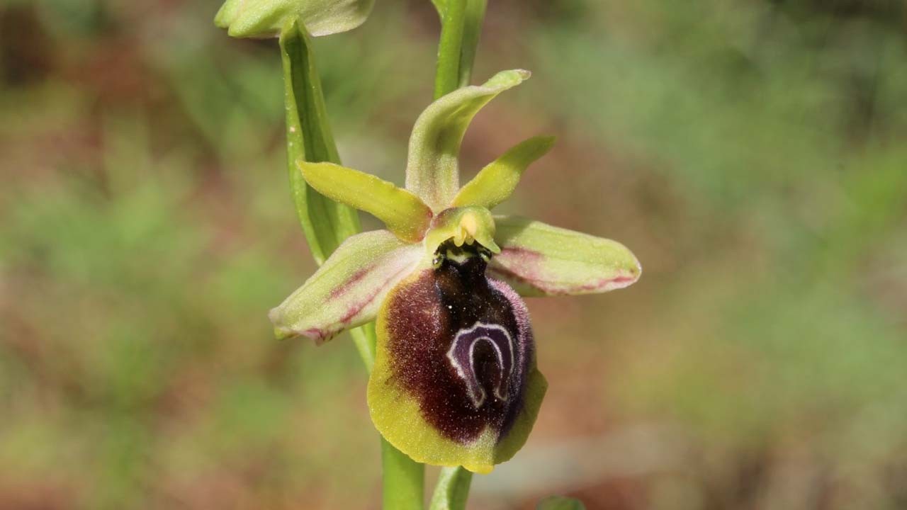 Prof. Dr. Deniz: Saksıda çiçek yetiştirmeyin: Yarar değil zarar veriyor