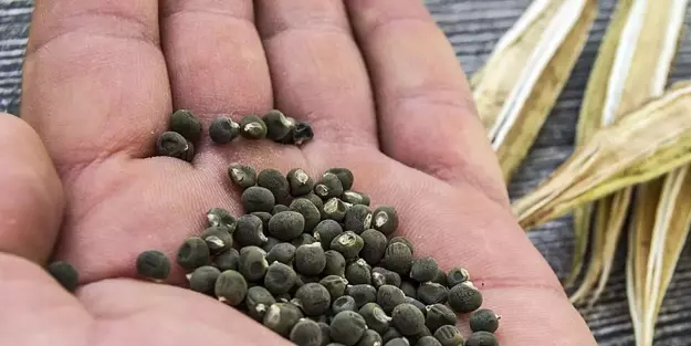 Prof. Dr. İbrahim Saraçoğlu'ndan dizlerdeki sıvı kaybı için yöntem