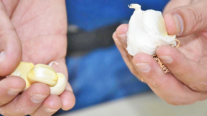 Prof. Dr. Kerem Canlı yapılan çalışmayı açıkladı: Taşköprü sarımsağının bu özelliği ispatlandı