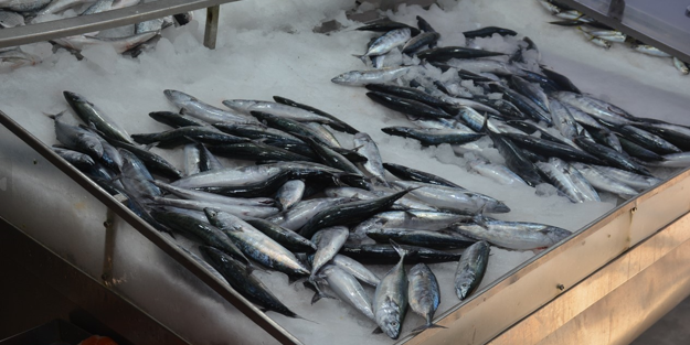 Prof. Dr. Samsun uyardı! "Palamut avlamak için 15 gün, 1 ay daha bekleyelim"