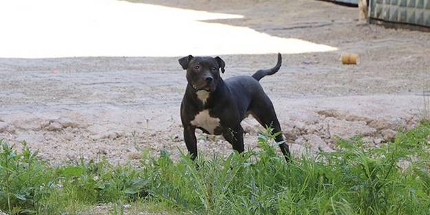 İşin uzmanı açıkladı: Testten geçmeyen köpek dolaştırılamaz!