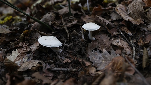 Profesör zehirlenince herkesi uyardı! Böcekten değil mantardan korkun