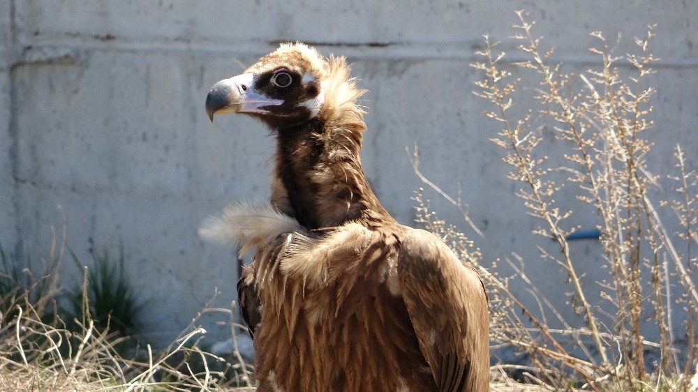 Profesörden ‘hayvanlarla sosyal mesafeye dikkat’ uyarısı 