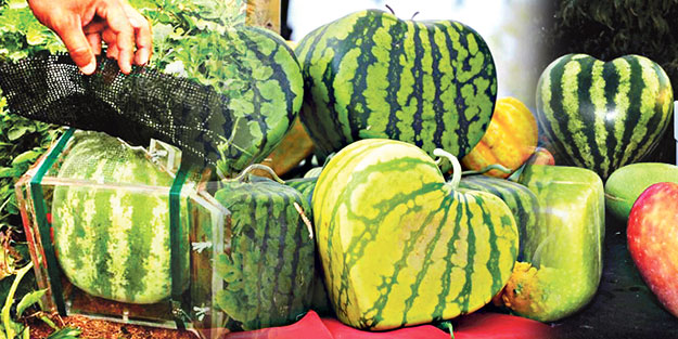 'Proje meyve' para getirebilir ama, 'Proje çocuk' hevesiniz olmasın