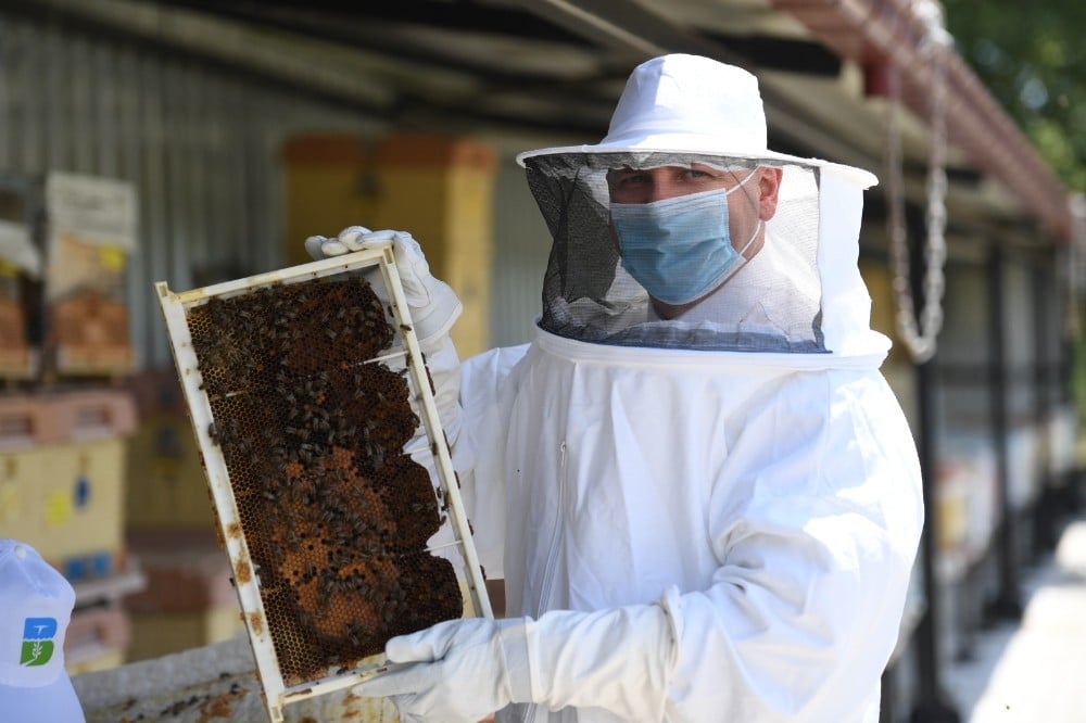 Propolis üretimi artacak 