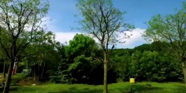 Provokasyonlara alet etmişlerdi! İşte İstanbul'daki o ağaçların son hali