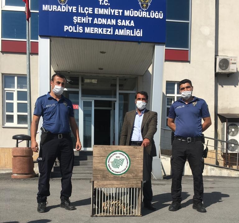 Puhu ve Kaya Güvercini tedavi altına alındı 