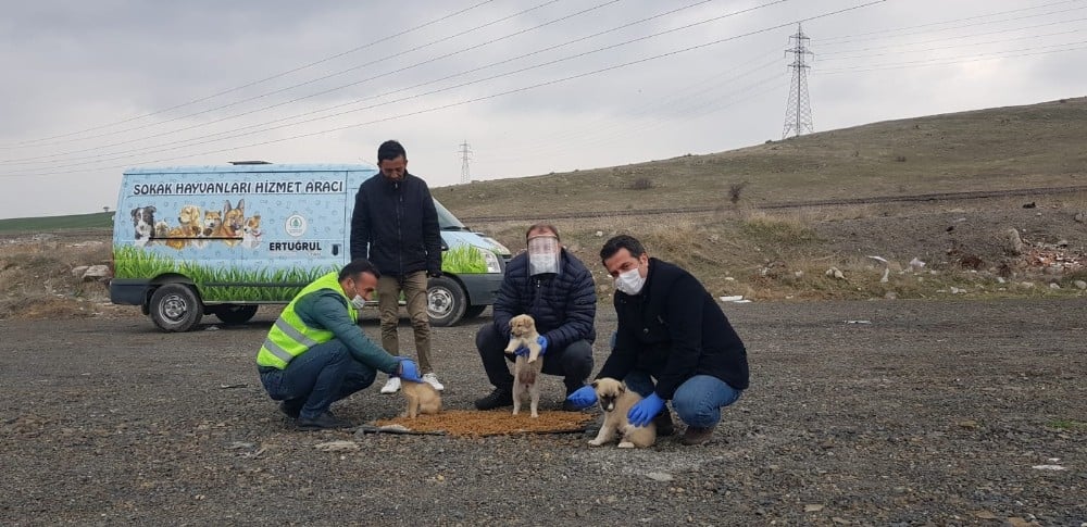 Pursaklar Belediyesi sokak hayvanlarını unutmadı 