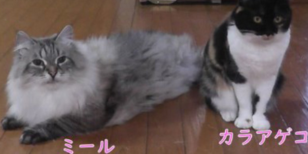 Putin’in Japonya’ya yolladığı kedi karantinaya alındı