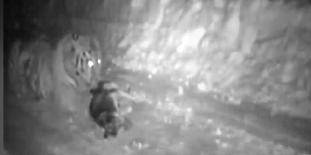 Putin'in kaplanı köpeği böyle yedi