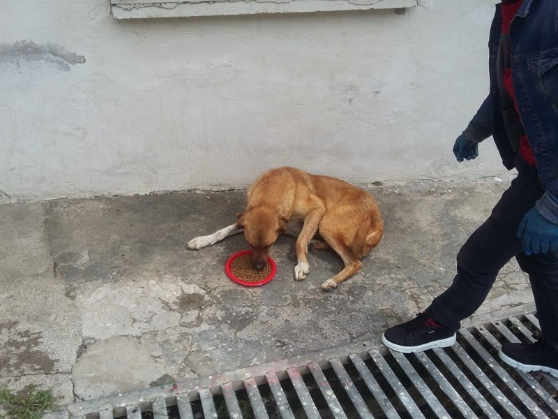 Pütürge’de sokak hayvanları unutulmadı 